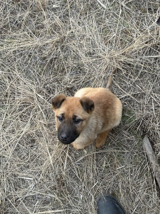 Ищем дом щенку щенку