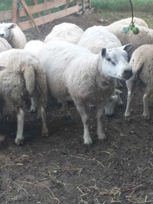 Vand berbecut rasa de carne Texel