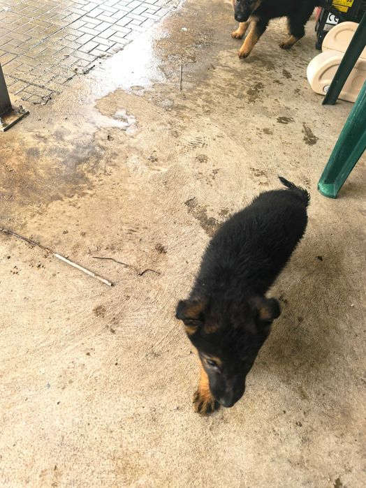 Свободна Немска Овчарка