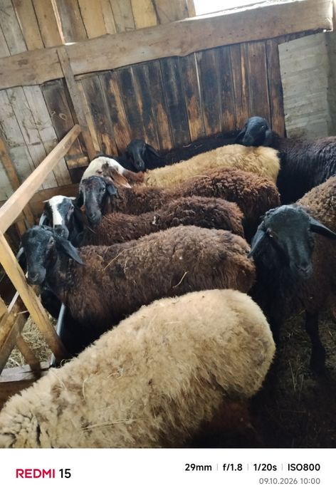 Продам кошкарчиков на развод