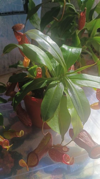 Непентес (кувшиночник)