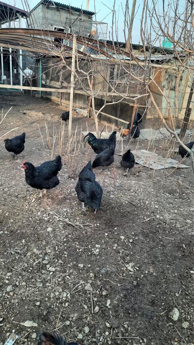 Джерсийский гигант