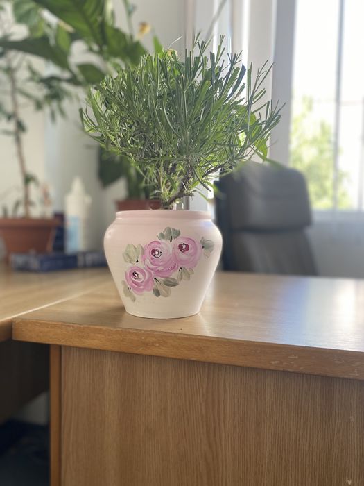 Plante si butasi Lavanda.