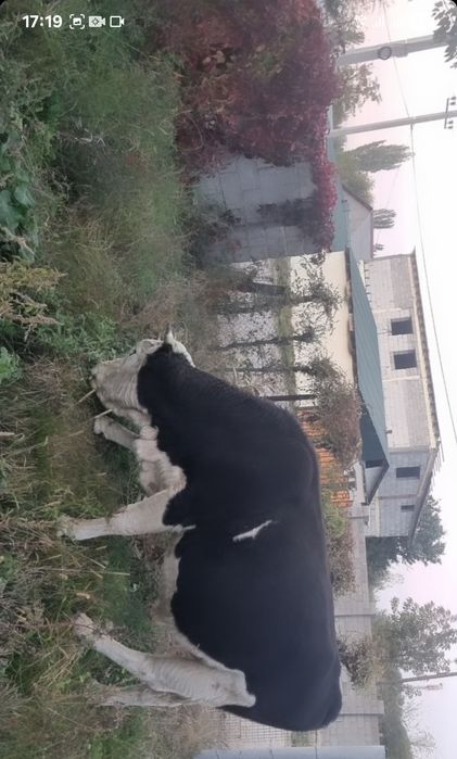 Бык 3 годик продаётся