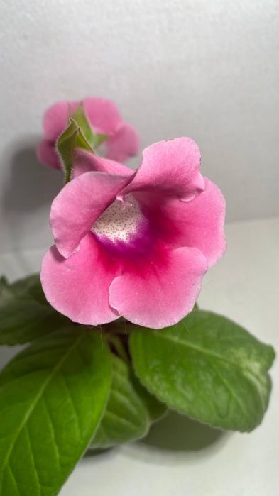 Продам детку глоксинии