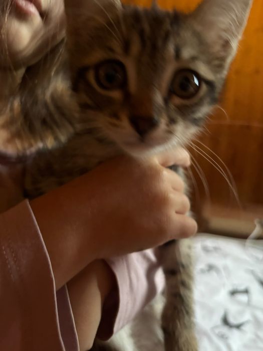 Отдам котенка бесплатно в добрые руки