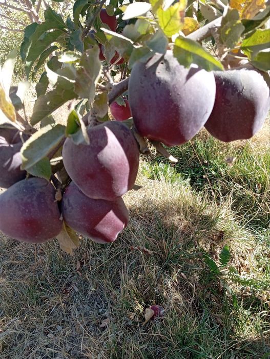 Садовник опытный. Богбон по городу Тошкент работаю