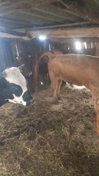 Продам быков на отк