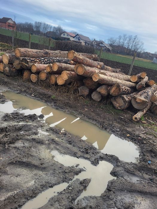 vind bustean pin silvestru