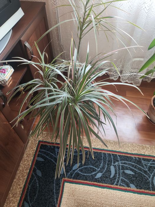 Продам цветок домашний