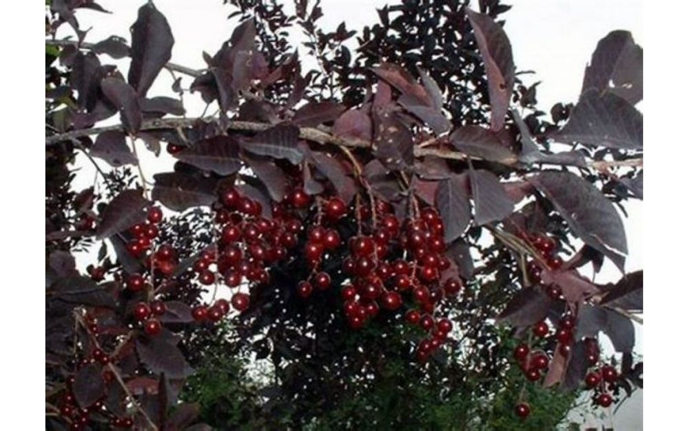 Черёмуха виргинская шуберт оптом