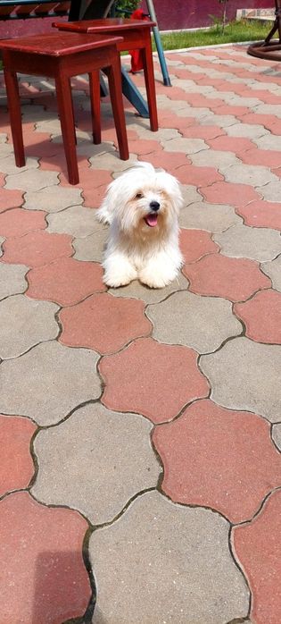 De vânzare!!! Bichon mini toy!!