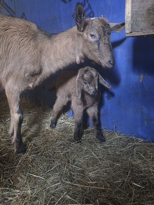 Alpina franceza iadă