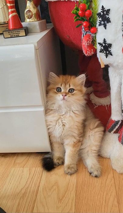 British Longhair Black Golden Shaded – Pedigree WCF, Părinți Campioni