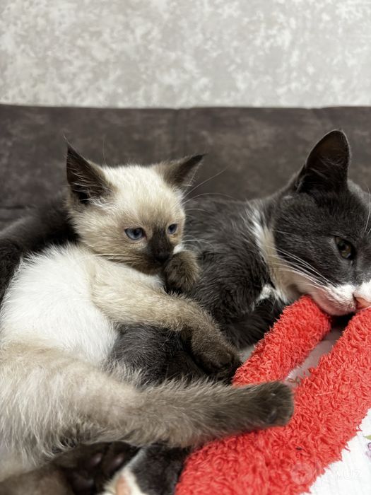 сиамские котята
