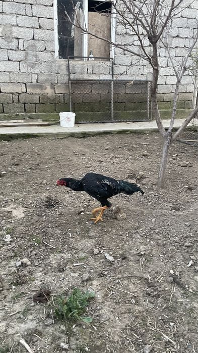 Дакан күздік шөже