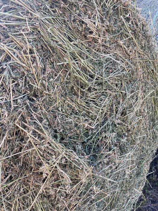 Baloti rotunzi lucerna coasa 2 si 3