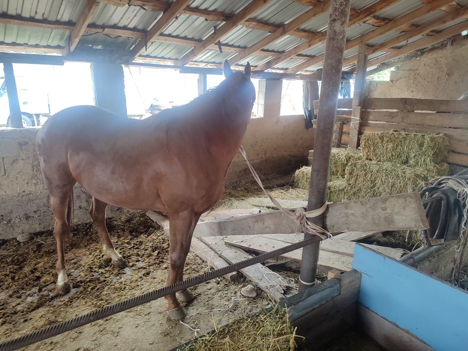 Англараб байтал стылады