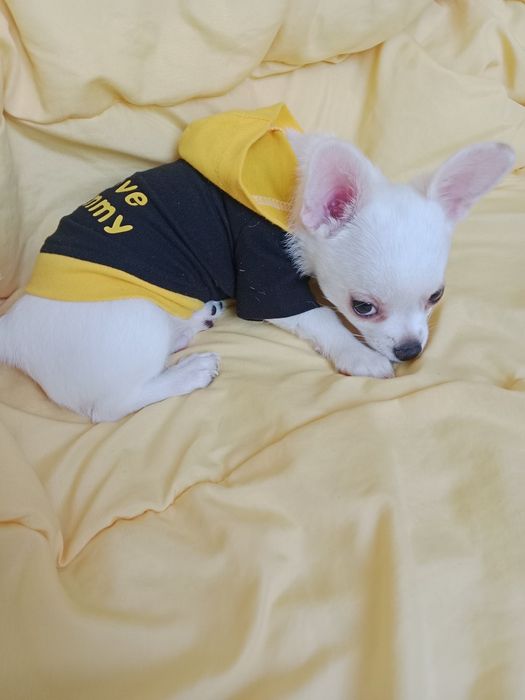 Щенки Чихуахуа 3 месяца.