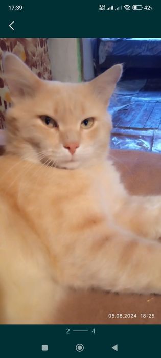 Котята от Вислоухой кошки.