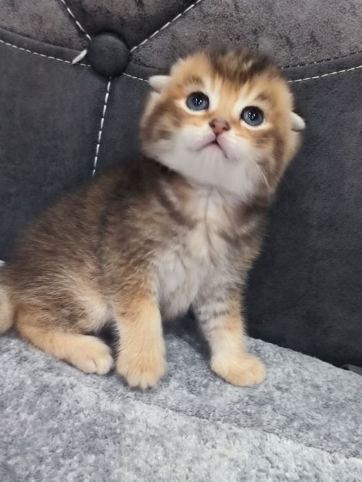 Скоттиш фолд шиншилла