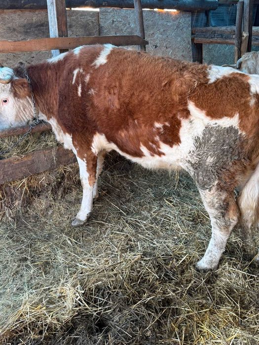 Vaca de vanzare juninca