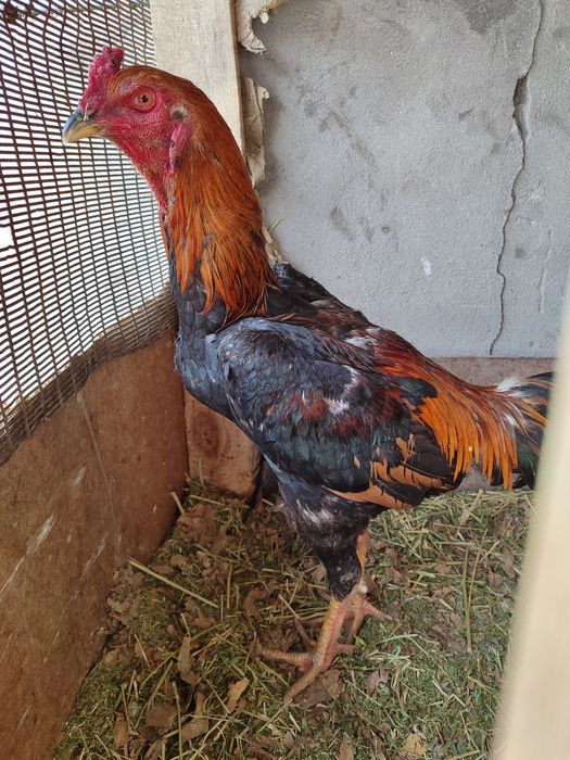 Июнскии шөже таза