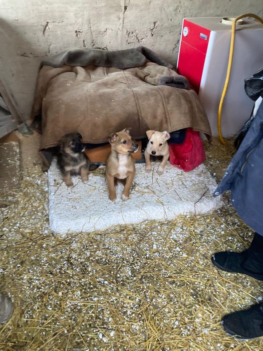 отдам щенков в дрбрые руки