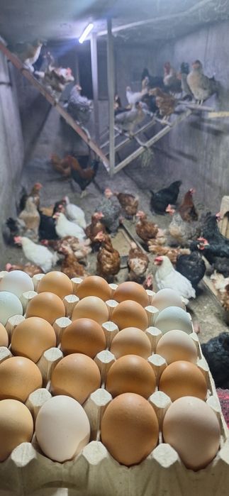 Яйцо от домашних кур