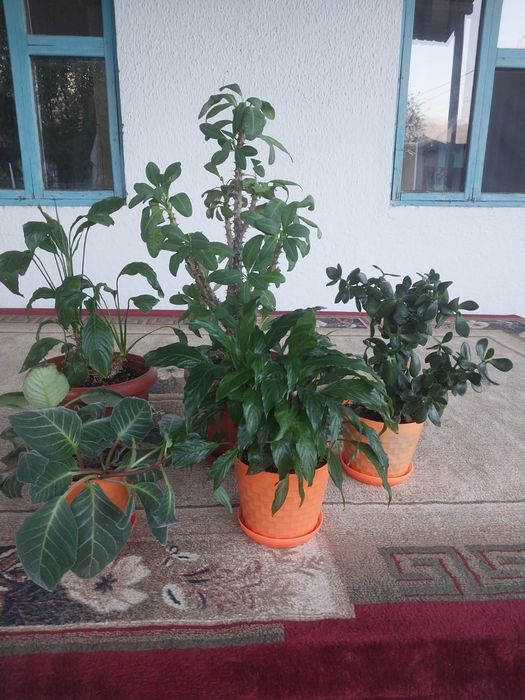 Продам цветы красивые