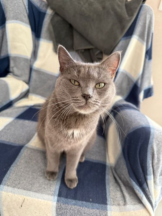 Кошечка стереоизтванная
