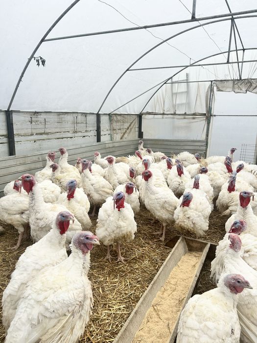 Curcani Albi de carne