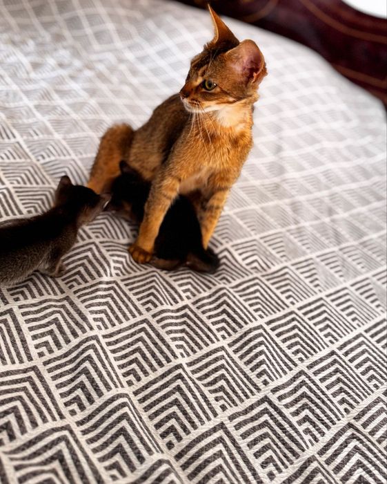 Abessinian mushukchalar