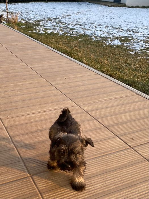 Мини Шнауцер ,Цверг Шнауцер