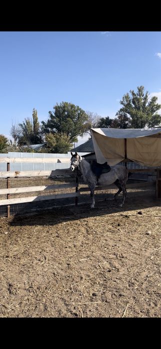 Арабская чистокровная