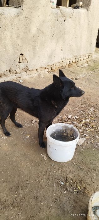 Belgiyski afcharka aqilli uyinqoroq xamma gapni tushunadi