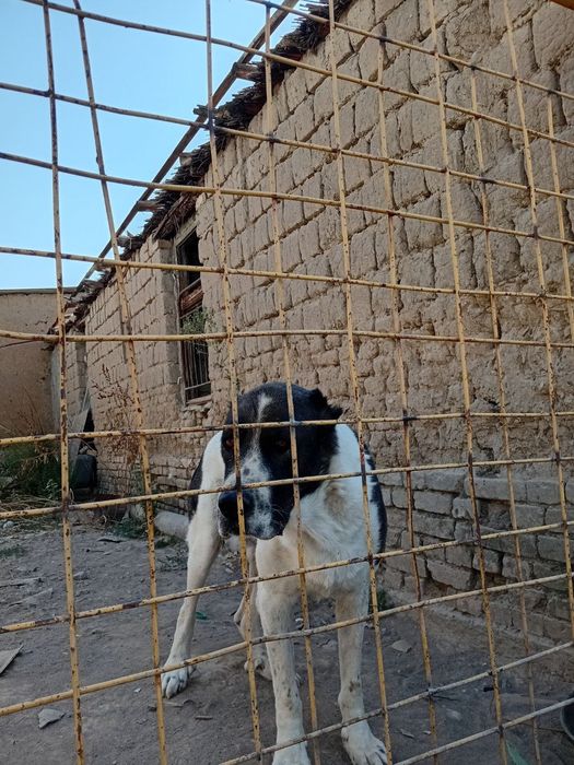 Boribosar yoshi 3 yosh