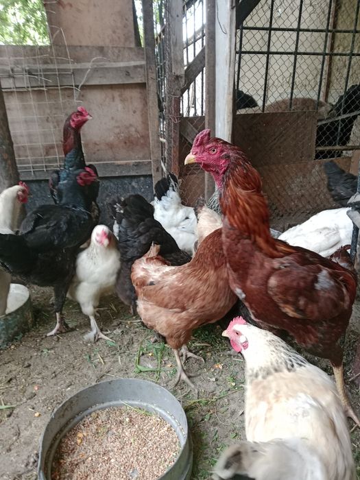 Куры несушки  молодняк