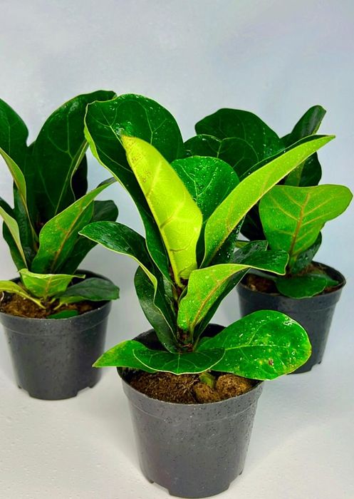 Фикус Лирата Бамбино