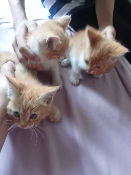 Котята бесплатно