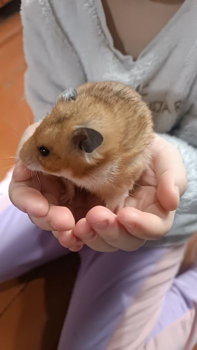 Продаются хомяки