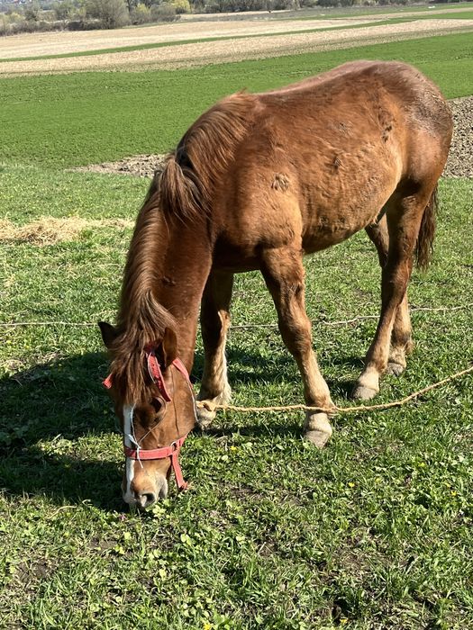 Vând sau  schimb cu o vacă mai multe detalii în privat