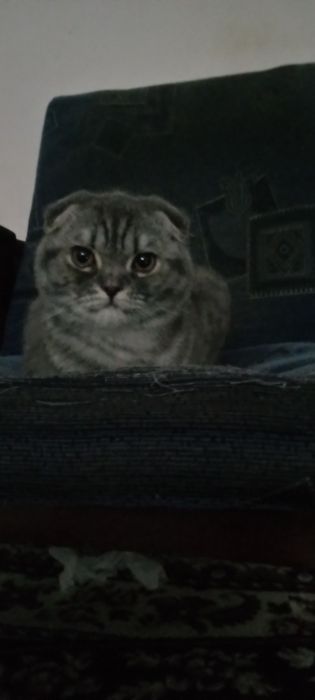 Scottish Fold 6 oylik