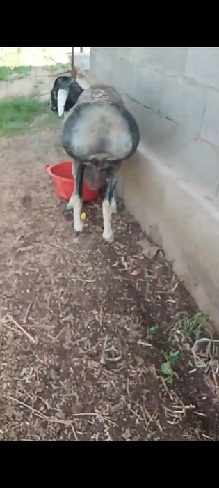 Продам кошкар хороший