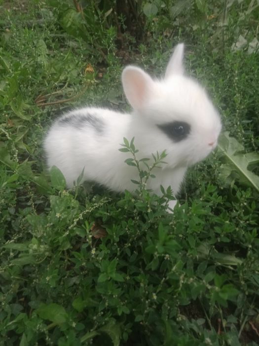 Кролики декоративные