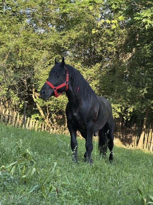 ofer armasar pentru monta
