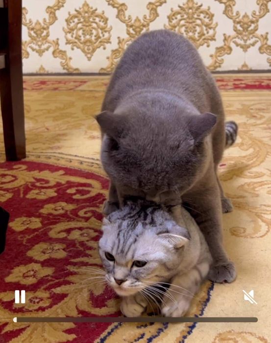 ВЯЗКА Привозной Кот!