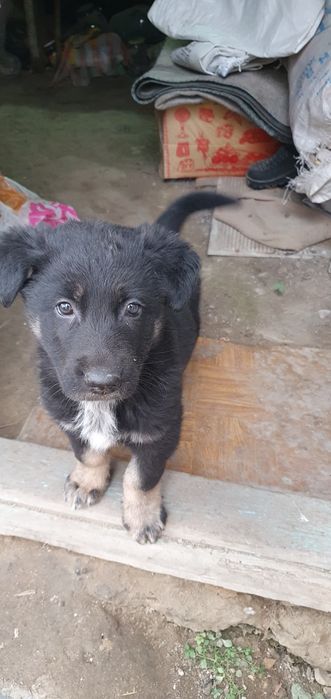 Щенки немецкой овчарки