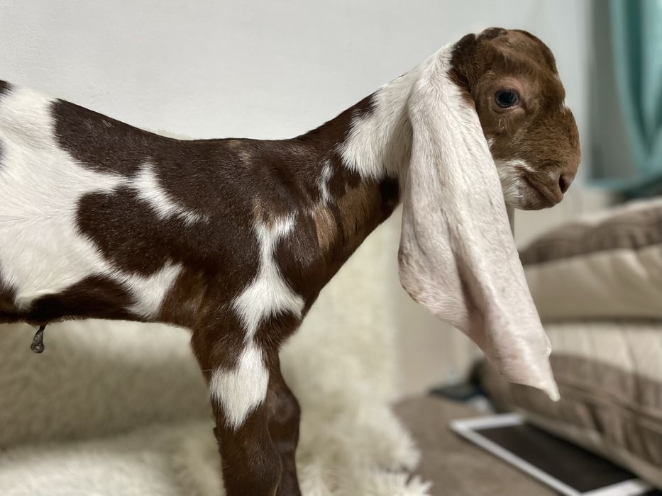 Козлик % камори