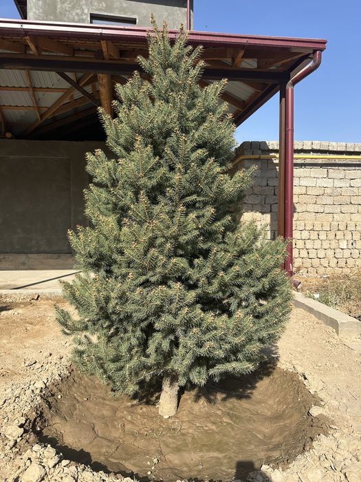 8 та Галубой ел арча Кримский сотилади.